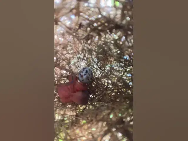 Video thumbnail for wild babies small bird ep.007  #birds #birdnet #babyanimal #wildlife #wildbirdlife #babybird