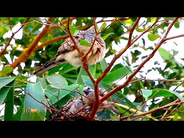Video thumbnail for The nest of wild dove birds \-baby birds on nest