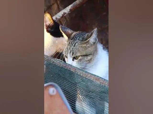Video thumbnail for Oh Black Cat 19 #cat #cateat #viralcat #topcat #catlife #shortcat  #fredingcat