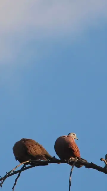 Video thumbnail for Female & Male  Dove Love ep.0007  #birds #nature #nest #birdnest #birdslover #birdeggs