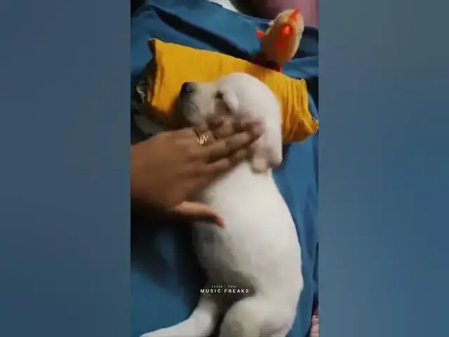 Video thumbnail for this  cute dog and  please channel s subscribe 😁😁😁😁