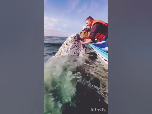 Video thumbnail for Whale #shorts #viral #ytshorts #youtubeshort