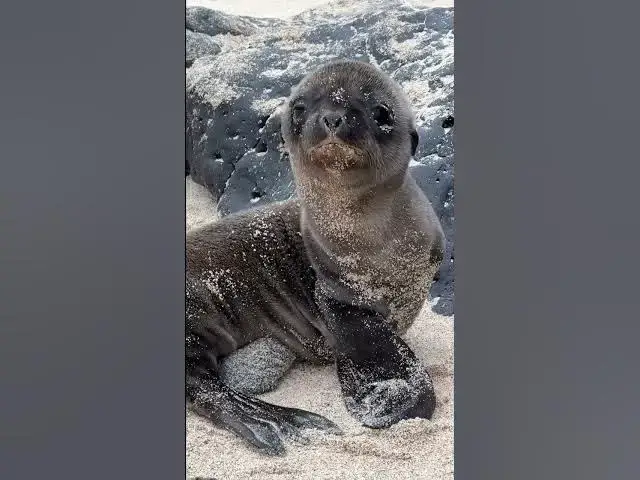 Video thumbnail for Cutest Things Ever? Galapagos Cruise Part 7 #shorts