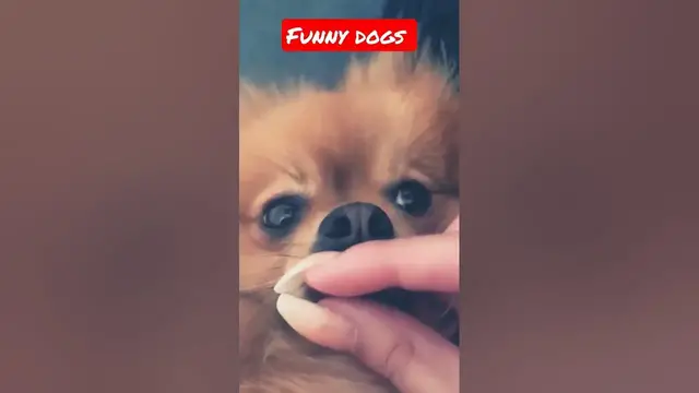 'Video thumbnail for Funny dogs moment #dog #shorts'