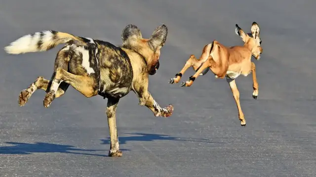 Video thumbnail for Times it SUCKED to be an Impala