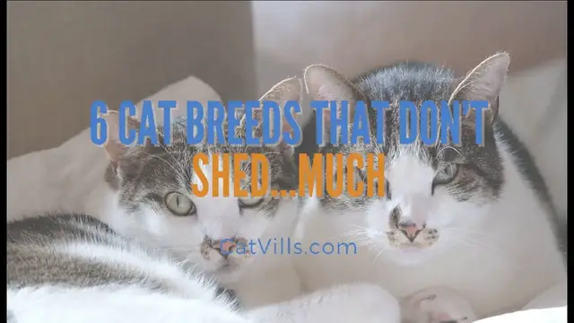 Video thumbnail for 6 CAT BREEDS THAT DON’T SHED…MUCH