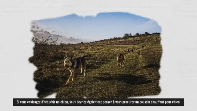 'Video thumbnail for coussin chien'