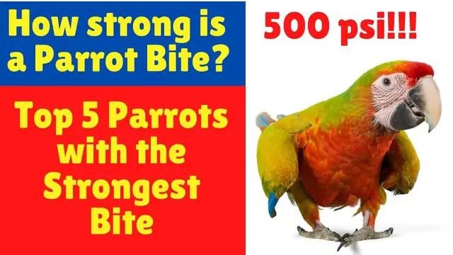 Video thumbnail for How strong is a parrot bite - Top 5 Parrots with the Strongest Bite