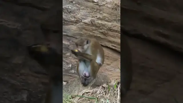 Video thumbnail for Monkey #shorts