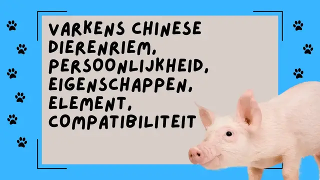 Video thumbnail for Varkens Chinese dierenriem, persoonlijkheid, eigenschappen, element, compatibiliteit