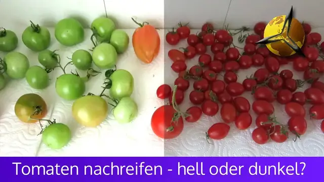 Video thumbnail for Tomaten nachreifen lassen:  Dunkel oder hell?