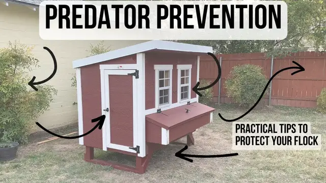 Video thumbnail for Practical Tips to Protect Your Backyard Chickens from Predators