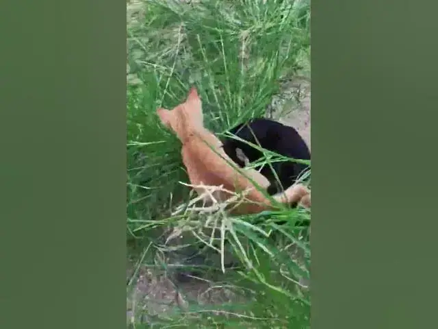 Video thumbnail for Cute of black babies cat 4 #cat #shortcat #catchcatch #bitcat  #animals #cute #catlover  #cutecat