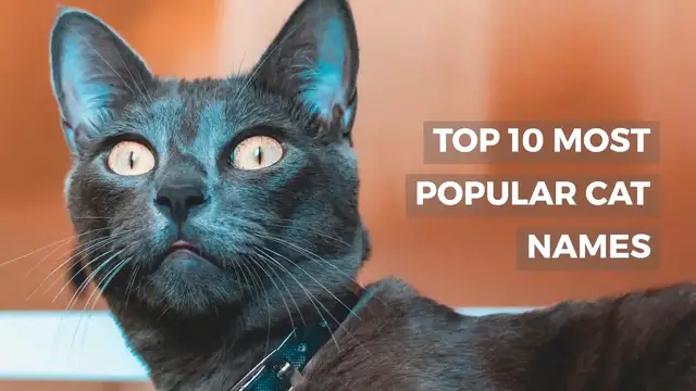 'Video thumbnail for TOP 10 MOST POPULAR CAT NAMES'