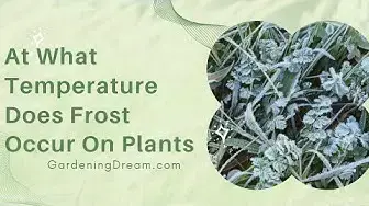 Video thumbnail for At What Temperature Does Frost Occur On Plants