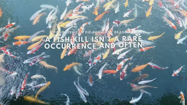 Video thumbnail for What Causes Fish to Die in a Pond