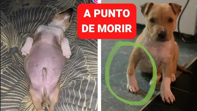 Video thumbnail for Perro vagaba en la calle con la panza hinchada es rescatado por bondadoso hombre 🥹🙌