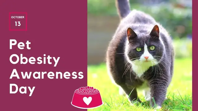'Video thumbnail for Pet Obesity Awareness Day - How to help your pet stay healthy'