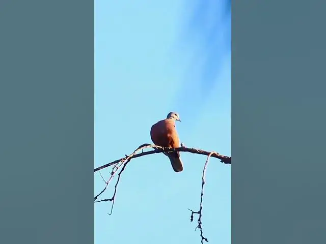 Video thumbnail for Top Female Dove bird EP.055 #babyanimal #nature #avian #babybird #rainsounds #avianlife