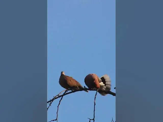 Video thumbnail for Female & Male  Dove Love ep.0009  #birds #nature #nest #birdnest #birdslover #birdeggs