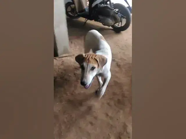 Video thumbnail for Cat & Dog Playing with 2  #cat #shortcat #catchcatch #bitcat  #animals #cute #catlover  #cutecat