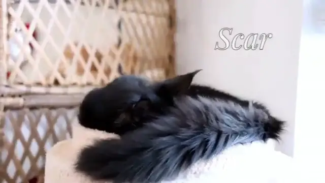 Video thumbnail for Trying NEW Christmas Items From Fast Food Restaurant