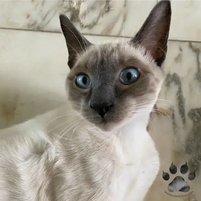 Video thumbnail for Why Are Siamese Cats Cross-Eyed?