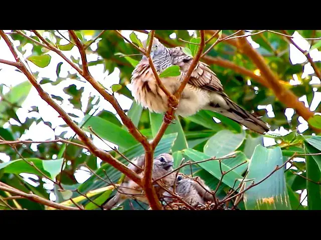 Video thumbnail for The Nest of Dove Hatchlings Singing  -baby birds in nest