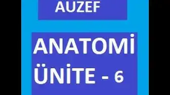 Video thumbnail for Anatomi Ünite - 6 Sorular ve Notlar ( ÜROGENİTAL SİSTEM )