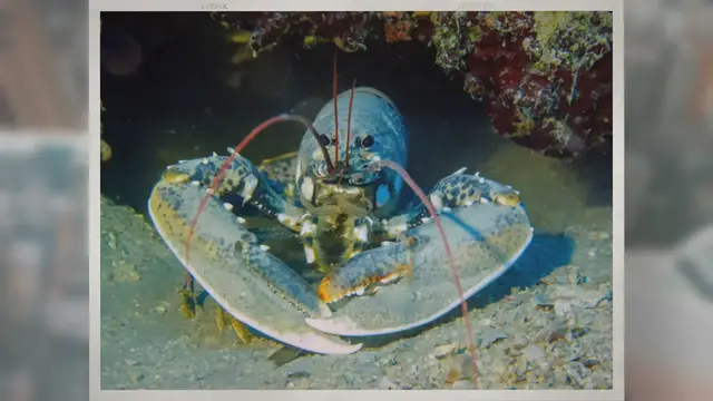 Video thumbnail for Are Lobsters Really Cooked Alive?