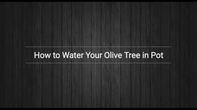 Video thumbnail for Potted Olive Tree Deep Watering Method