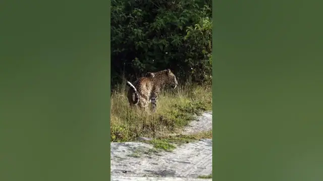 Video thumbnail for Leopard Marking his territory #shorts
