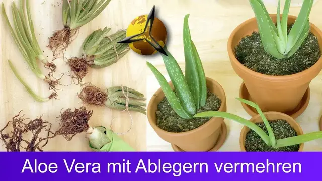 Video thumbnail for Aloe Vera mit Ableger vermehren