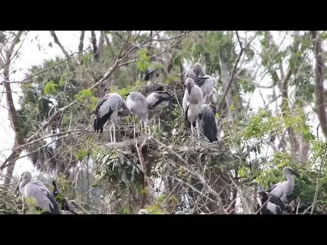 Video thumbnail for Area wild crane bird with black bird alot Hours #100021