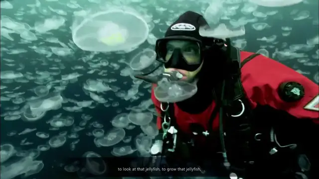 Video thumbnail for Beyond Blue - Jellyfish Mini Documentary