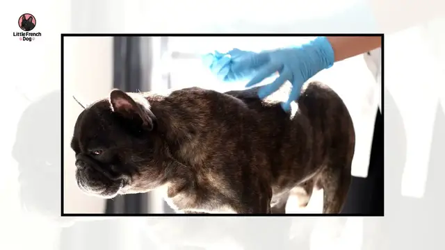'Video thumbnail for My French Bulldog Is Bleeding From Anus – What To Do!'