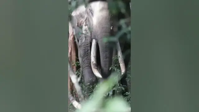 Video thumbnail for Big tusker #wildlife #shorts