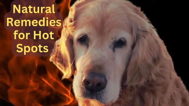 Video thumbnail for Natural Remedies for Hot Spots on Your Golden Retriever