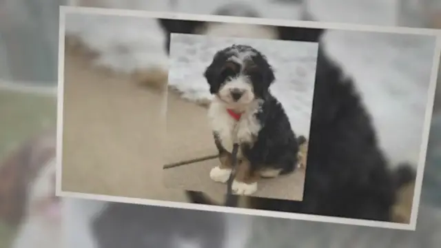 'Video thumbnail for What is the Size of Mini Bernedoodle'