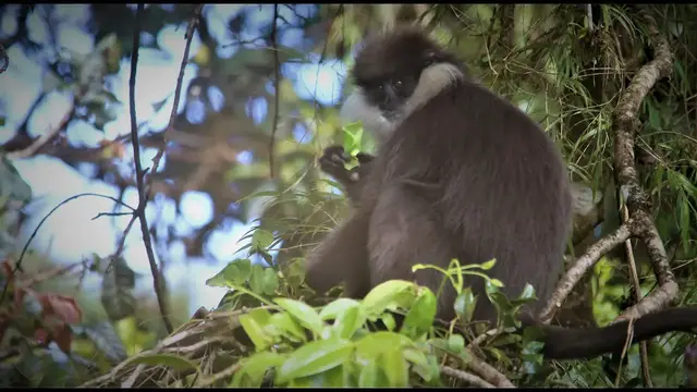 Video thumbnail for Monkey video | Bear Monkey | Sri Lanka