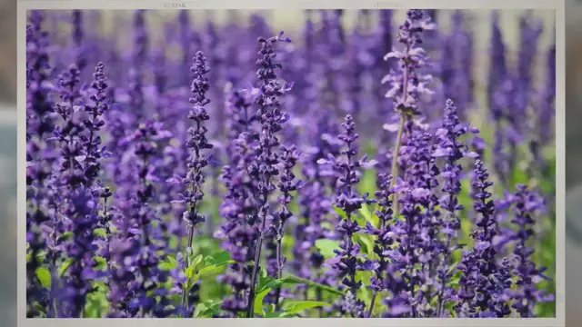 Video thumbnail for Do Butterflies Like Lavender?