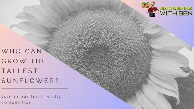 'Video thumbnail for ✅ 🌻 Join Our Sunflower Growing Competition 🌞 | See Who Can Grow the Tallest & Win Garden Glory! 🌿✨'