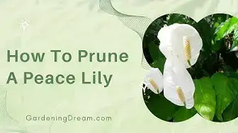 Video thumbnail for How To Prune A Peace Lily