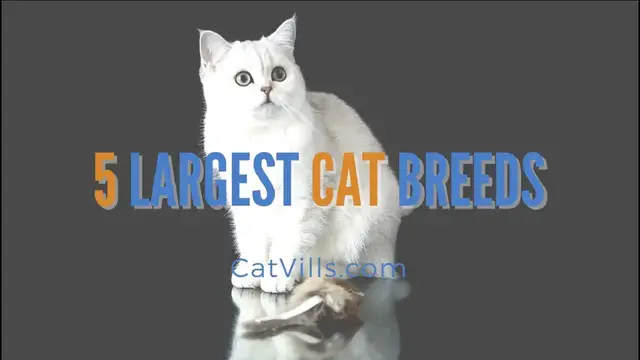 Video thumbnail for 5 LARGEST CAT BREEDS