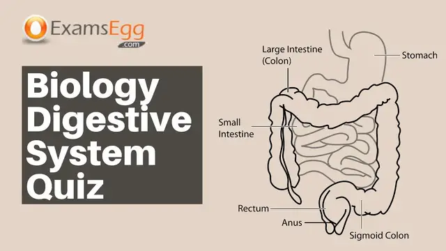 Video thumbnail for Biology Digestive System Quiz - Examsegg