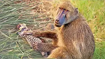 Video thumbnail for Baboons Steal & Groom 2 Leopard Cubs