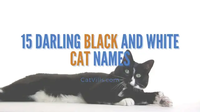 Video thumbnail for 15 DARLING BLACK AND WHITE CAT NAMES