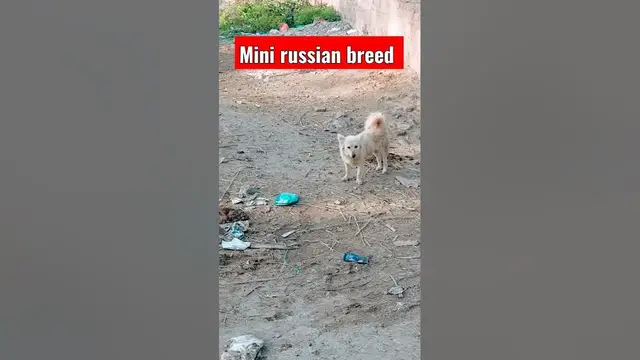 'Video thumbnail for Mini russian dog breed #dogs #shorts'
