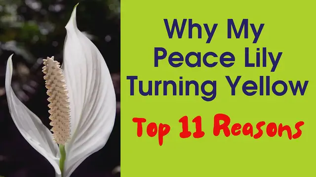 'Video thumbnail for Peace Lily Yellow Leaves, Dropping, Curling Down _ Brown Spots On Leaves _ Spathiphyllum Care'