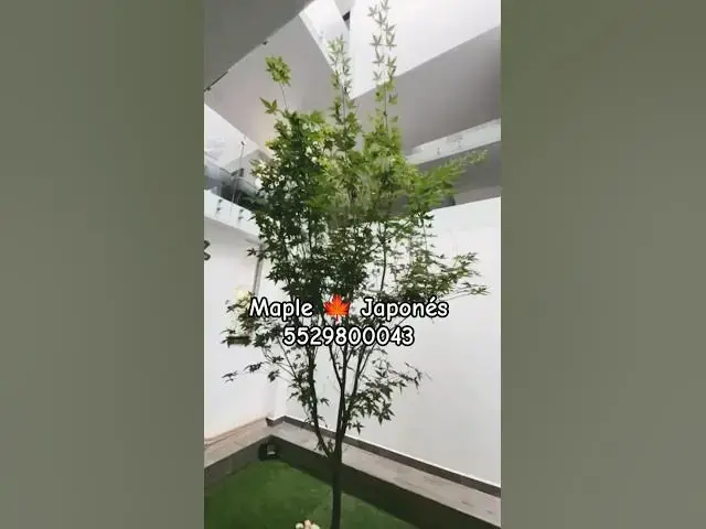 Video thumbnail for Japanese maple 🌿😎 Shop WhatsApp 55298043.🍁🛒 Tienda Sustentable  México. #shorts